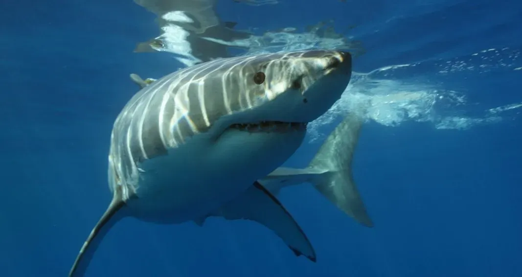Jaws: The Revenge (1987) - When a Franchise Ate Itself (Image Credits: Unsplash)