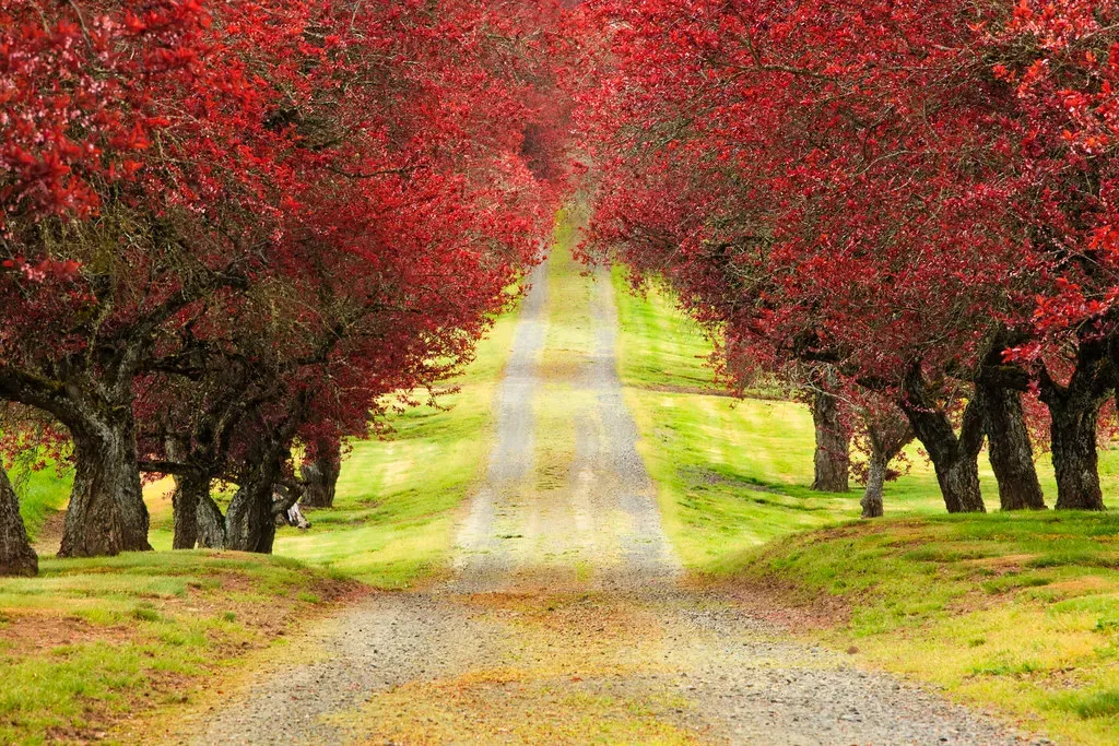 Phoenix and the Race to 25 Percent Tree Canopy (Ian Sane, Flickr, CC BY 2.0)