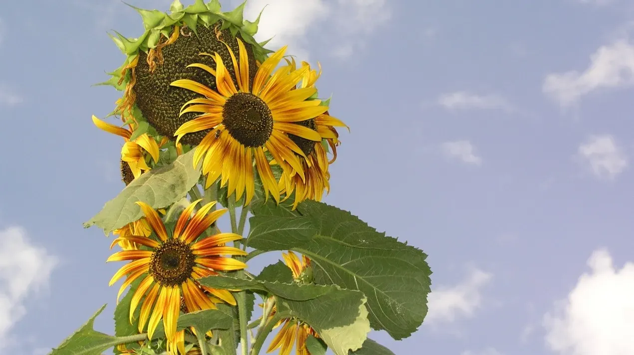 9. Sunflower by Post Malone and Swae Lee (Image Credits: Wikimedia)