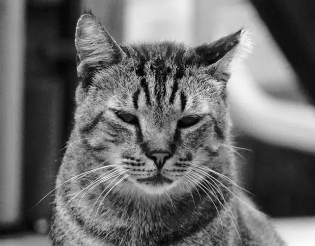 The Godfather's Accidental Cat (Image Credits: Pexels)