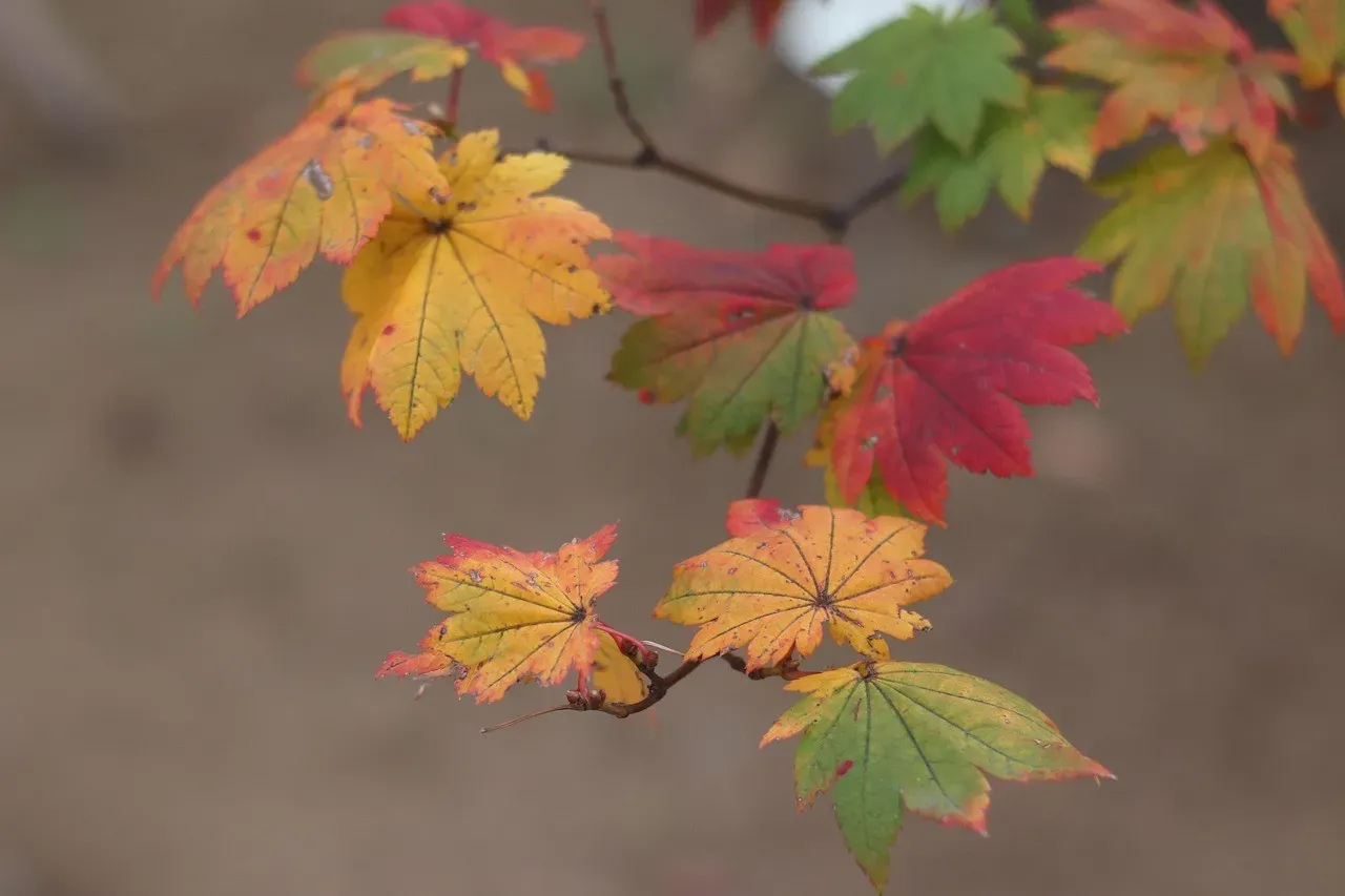 7. Fallen Leaves (Finland, 2023) (Image Credits: Pixabay)