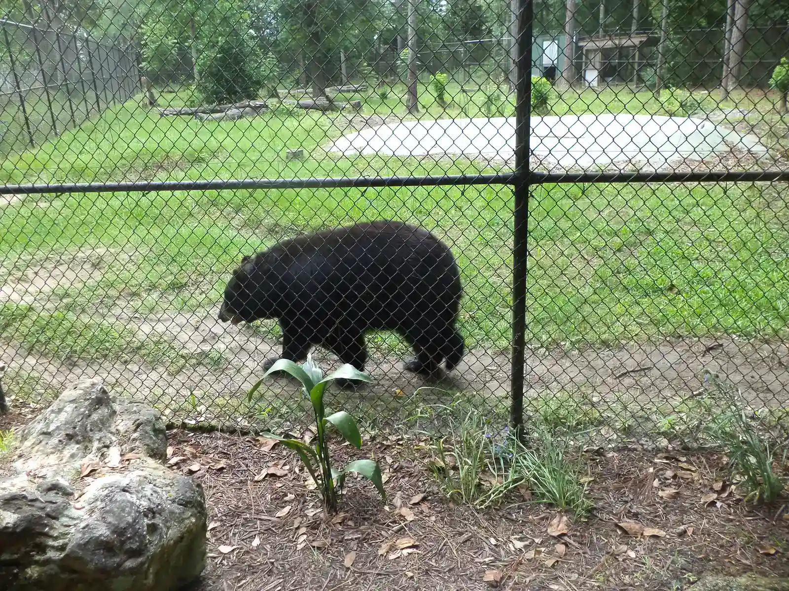 When Nuclear War Almost Started Because of a Bear (Image Credits: Wikimedia)