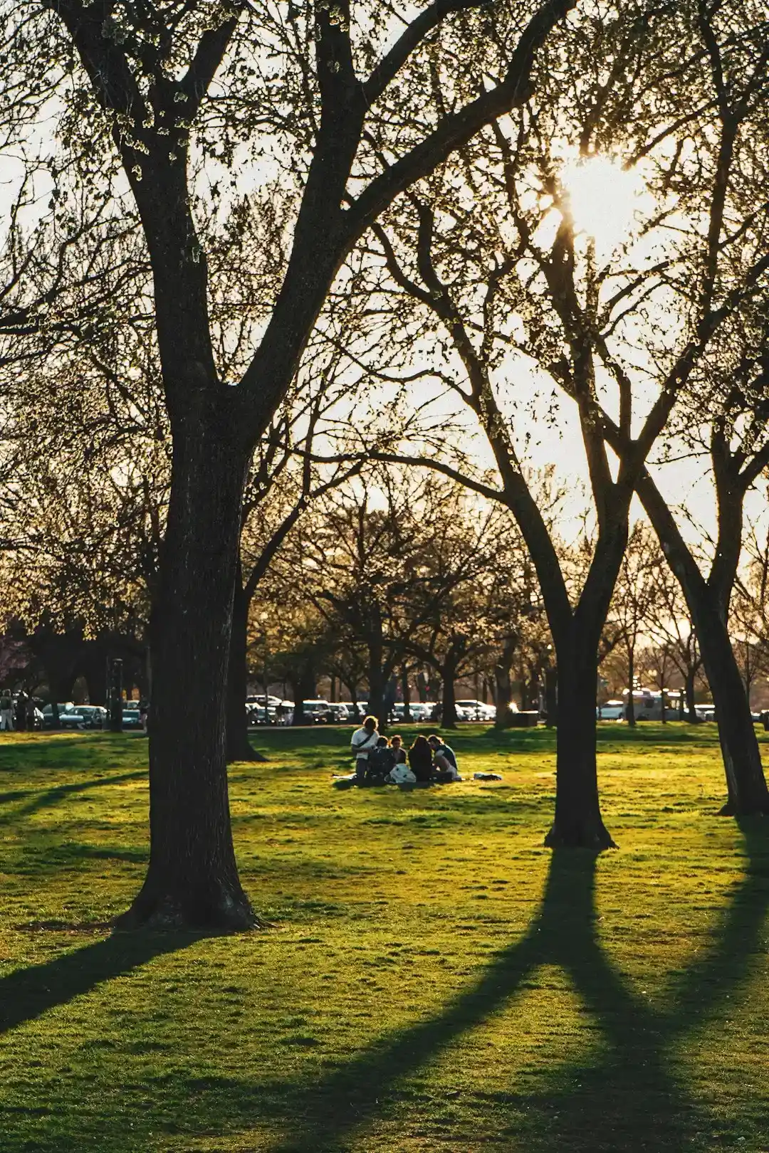 Why Parks Matter More Here Than Almost Anywhere Else (Image Credits: Unsplash)