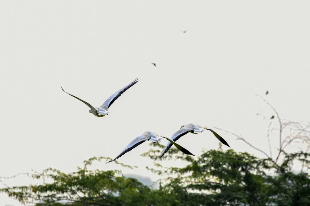 Seasons of Migration to the North by Tayeb Salih (1966) (Image Credits: Unsplash)