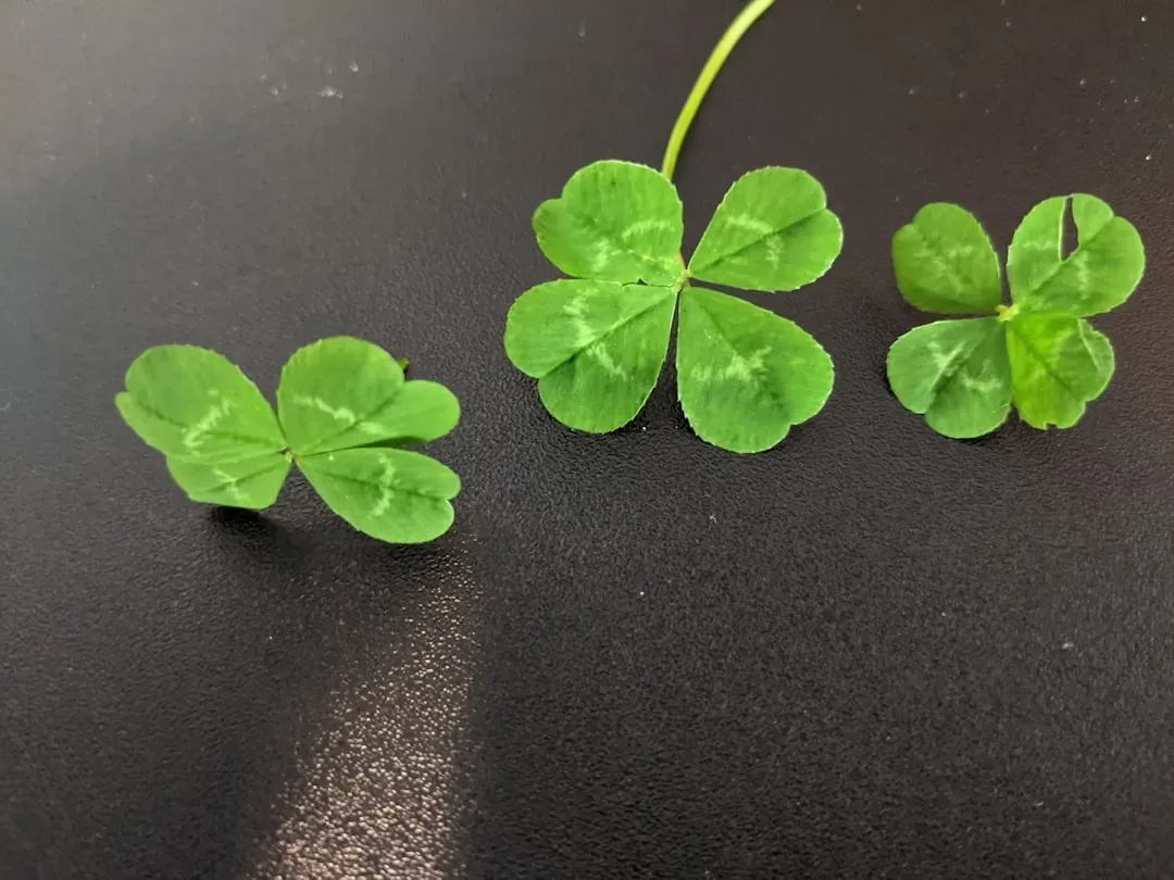 13. Four-Leaf Clovers (Image Credits: Unsplash)