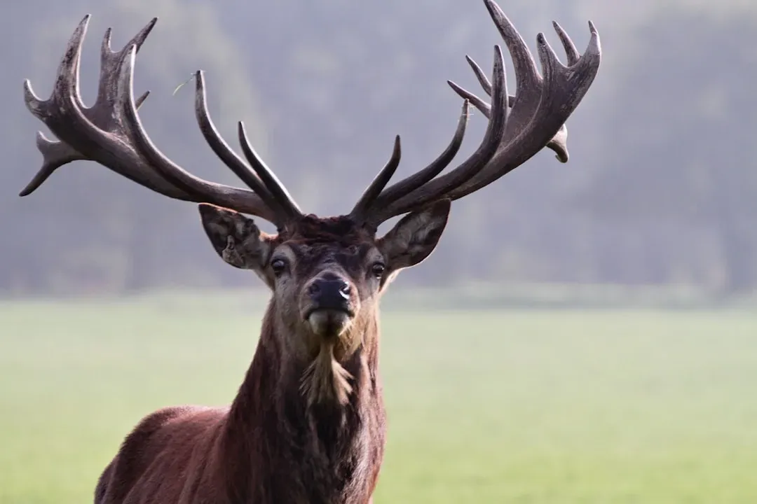 5. The Stag: Peace, and the Right to Hunt (Image Credits: Unsplash)