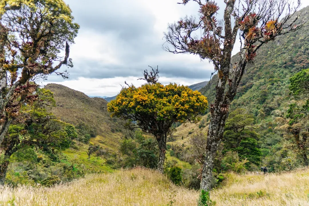 7. Ecuador: Spring Weather Every Day of the Year (Image Credits: Unsplash)