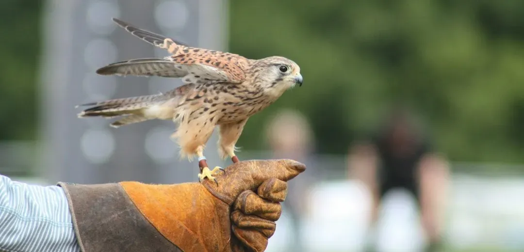 Kes (1969) (Image Credits: Unsplash)