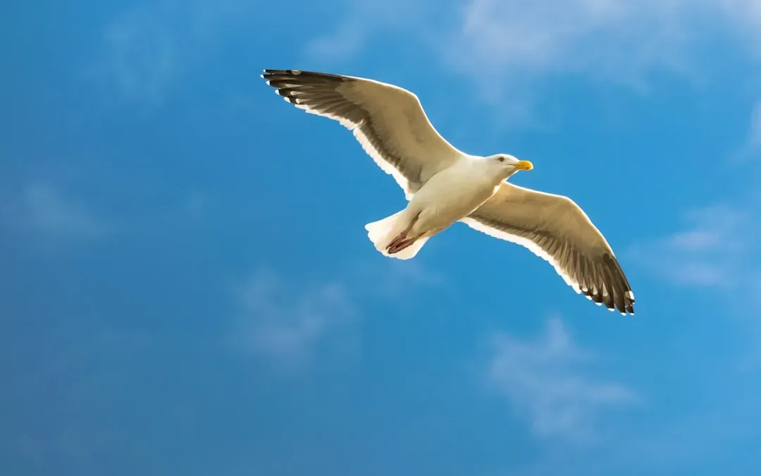 7. Jonathan Livingston Seagull – Richard Bach (Image Credits: Unsplash)