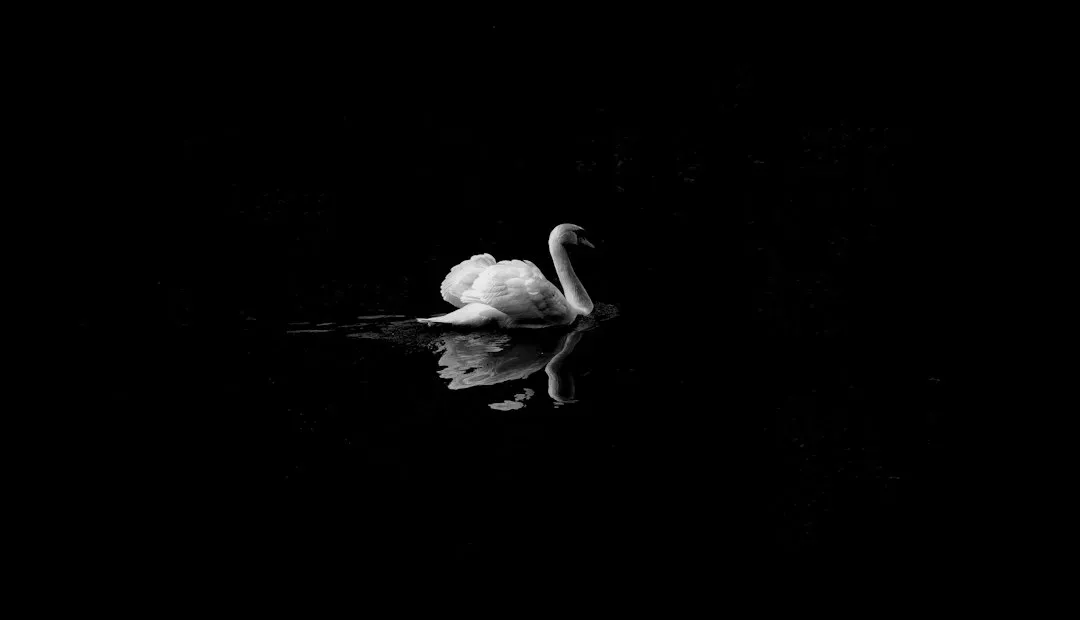 Black Swan (2010) (Image Credits: Unsplash)