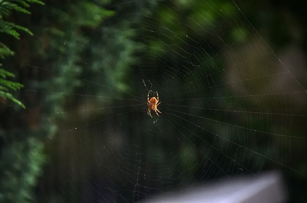 14. The Mars Volta – "Eunuch Provocateur" (2002): The Itsy Bitsy Spider (The Boy from Bare, Flickr, CC BY 2.0)