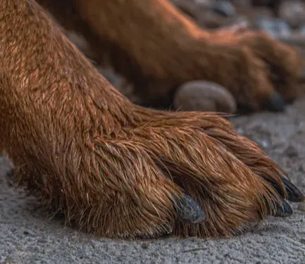 The Paws That Walk Everywhere Also Walk on Your Sheets (Image Credits: Pexels)