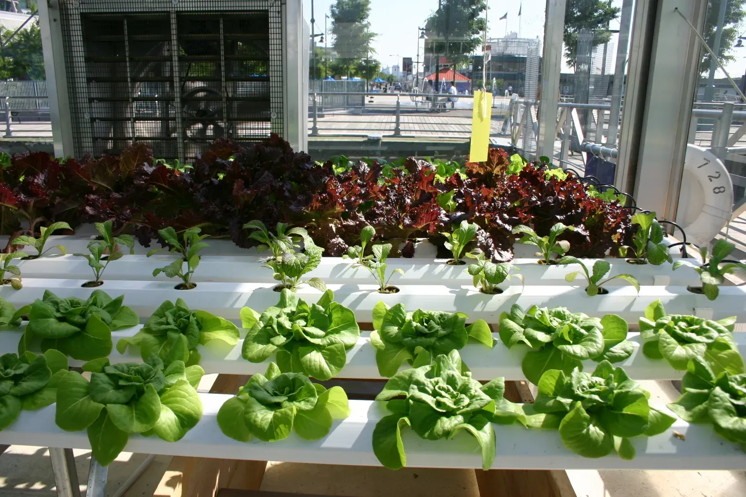 2. Leafy Green Vegetables: Spinach, Kale, and the Real Heroes of the Salad Bowl (Leafy Greenhouse, CC BY-SA 2.0)
