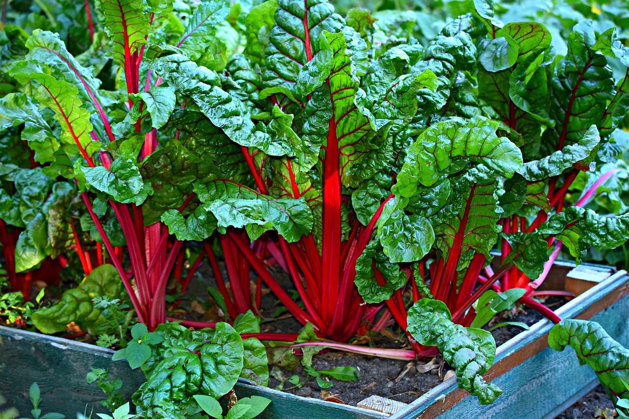 The Fancy Players: Swiss Chard and Beet Greens (image credits: pixabay)