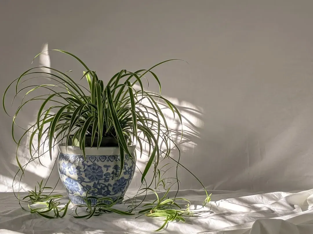 4. Spider Plant (Chlorophytum comosum) (Image Credits: Unsplash)