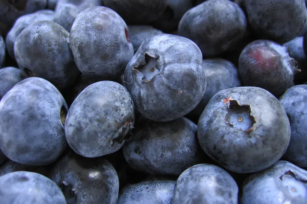 3. Blueberries: Small Berries, Big Immune Impact (theglobalpanorama, Flickr, CC BY-SA 2.0)