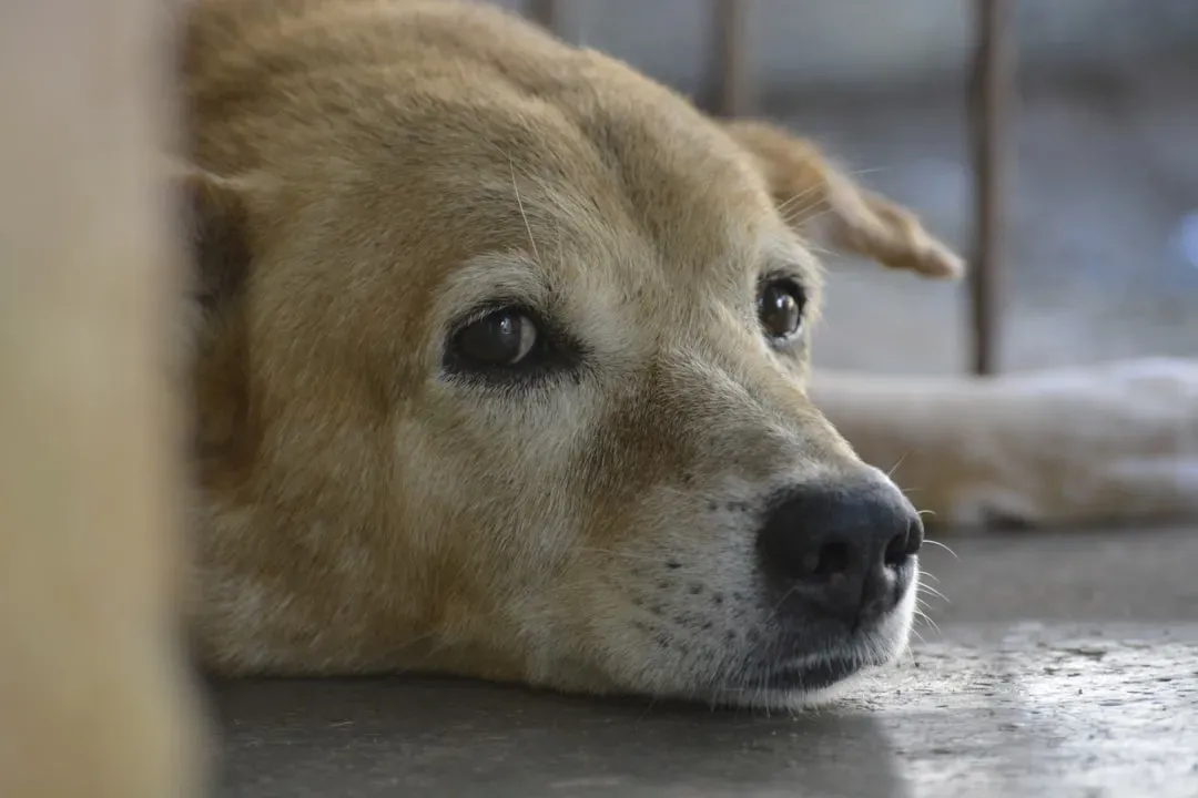 4. Leaving Them Alone for Long Stretches - Thinking They're "Fine" (Image Credits: Unsplash)