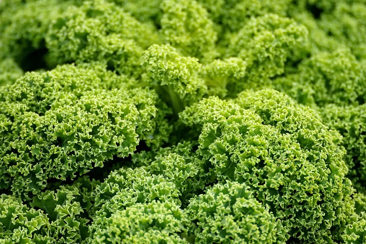 3. Kale: The Superfood That Earns Its Title (Image Credits: Pixabay)