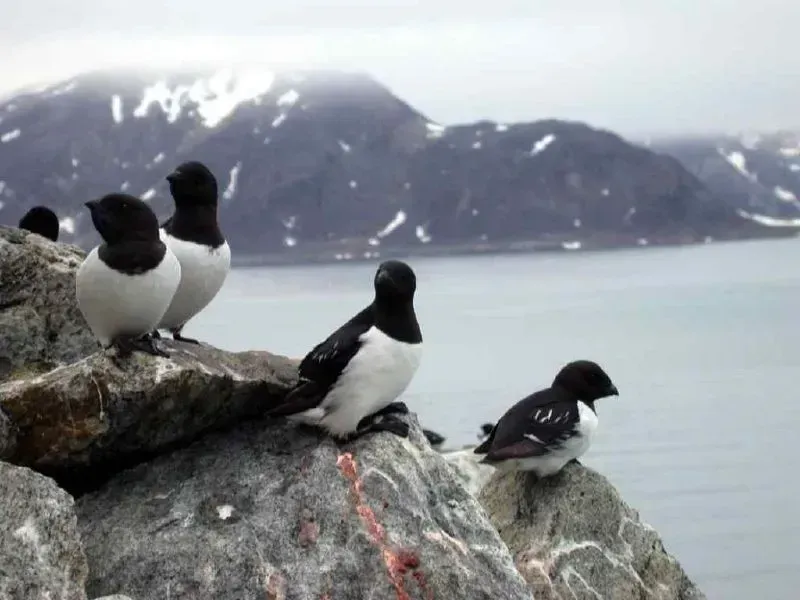 6. Kiviak: Greenland's Fermented Bird-in-a-Seal Tradition (Image Credits: Flickr, CC BY-SA 2.0)