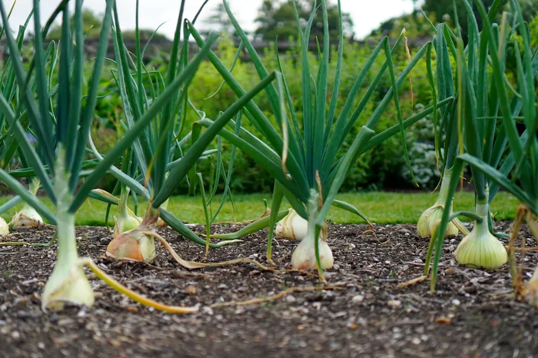 Green Onions: The Budget-Friendly Miracle (Image Credits: Unsplash)