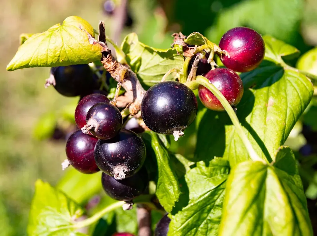 10. Black Currant: The 2026 Flavor That Might Confuse You (Image Credits: Unsplash)