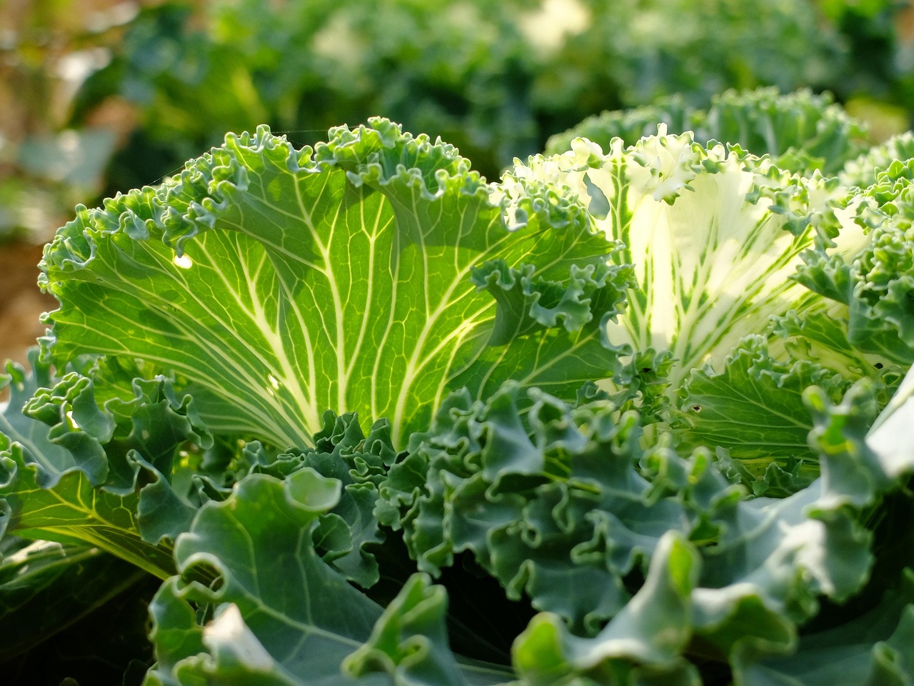 The Collard Connection: Southern Comfort with Benefits (image credits: pixabay)