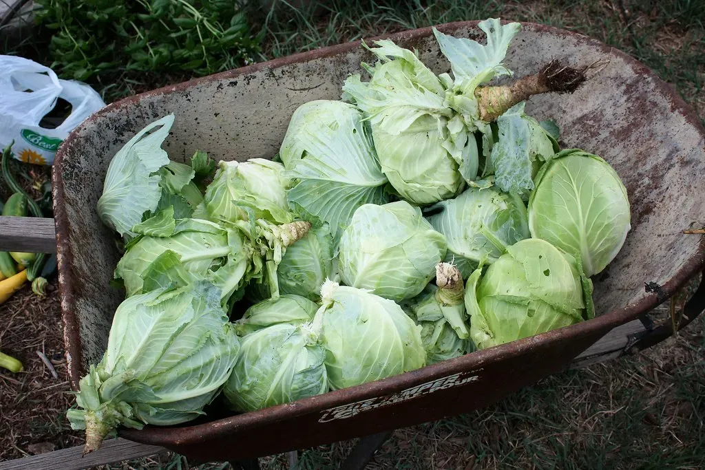 2. Sauerkraut, Germany's Signature Dish, Was Invented in China (timlewisnm, Flickr, CC BY-SA 2.0)