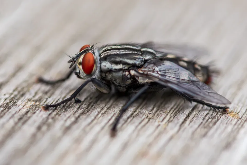 Signs of Pest Infestation (Image Credits: Stocksnap)