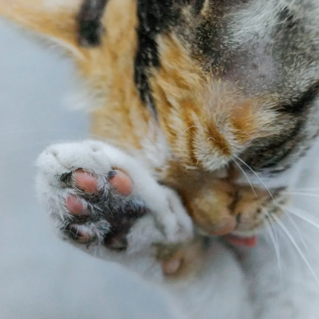 8. Pet Fur and Animal Waste (Image Credits: Unsplash)