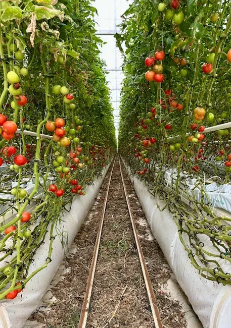 7. The Tomatoes Come From Greenhouse Farms, Not Traditional Fields (Image Credits: Pexels)