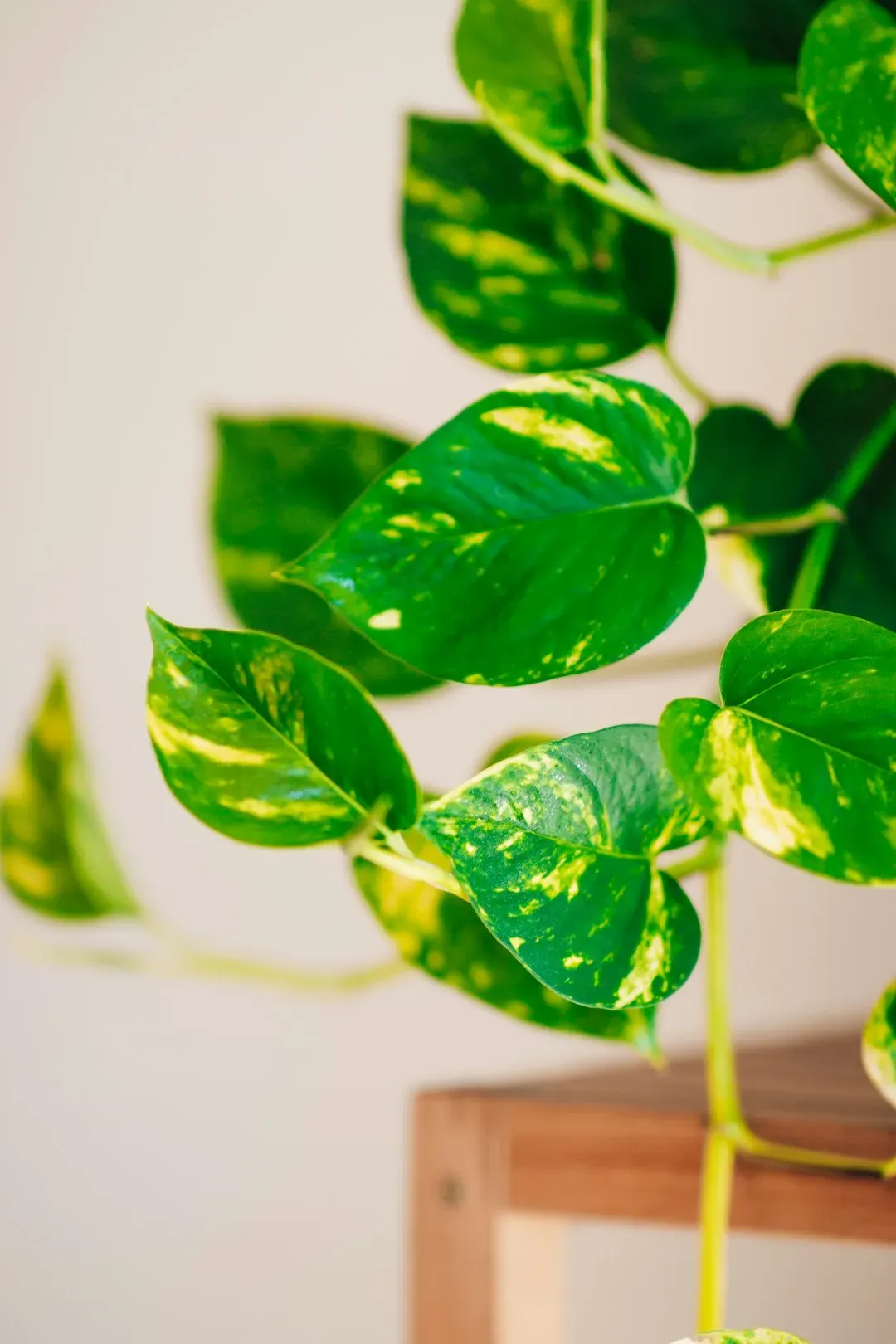 3. Golden Pothos (Epipremnum aureum) (Image Credits: Unsplash)