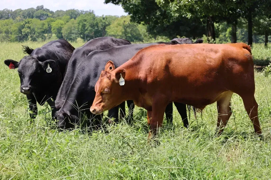 1. Beef (Image Credits: Rawpixel)