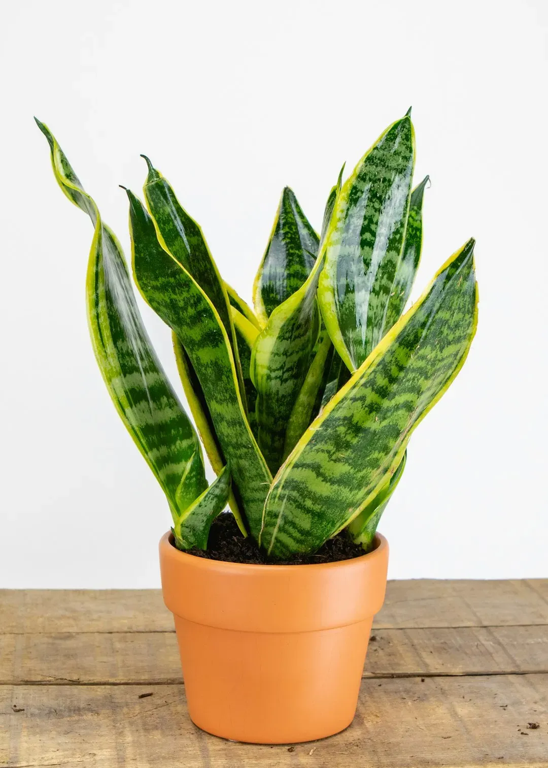 1. Snake Plant (Sansevieria trifasciata) (Image Credits: Unsplash)