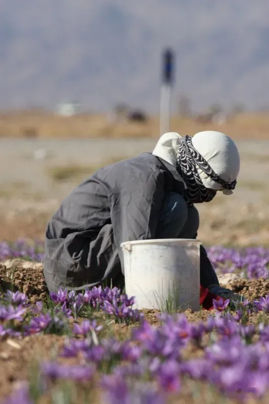 Iran's Staggering Market Domination (Image Credits: Wikimedia)