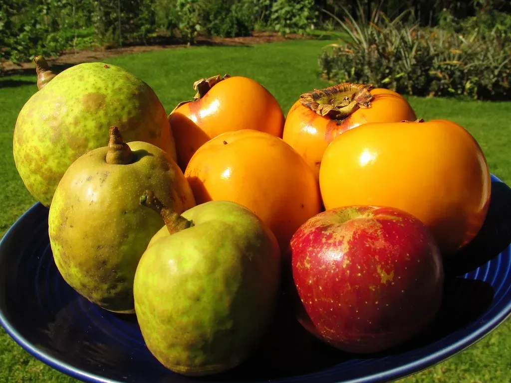 15. Overripe Fruits of Any Kind (Forest & Kim, Flickr, CC BY 2.0)