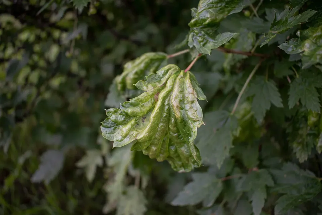 4. Diseased or Insect-Infested Plants (Image Credits: Unsplash)