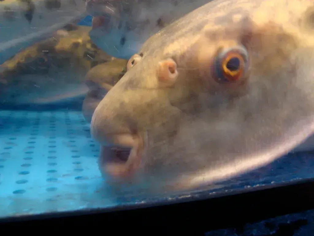 2. Fugu: Japan's Poisonous Pufferfish That Could Be Your Last Meal (mdid, Flickr, CC BY 2.0)