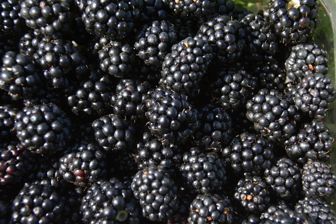 9. Blackberries (Image Credits: Unsplash)
