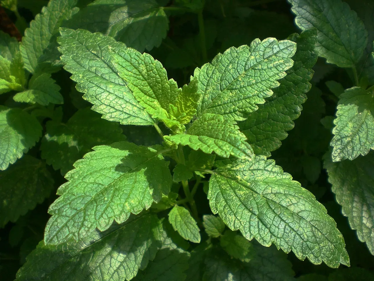 Lemon Balm: The Calming Citrus Cousin (Image Credits: Pixabay)