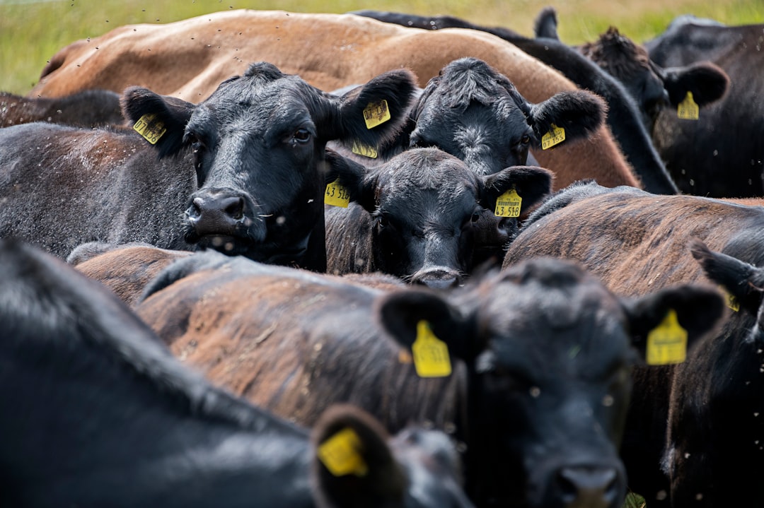 U.S. Considers Beef Imports Amid Soaring Prices (Image Credits: Unsplash)