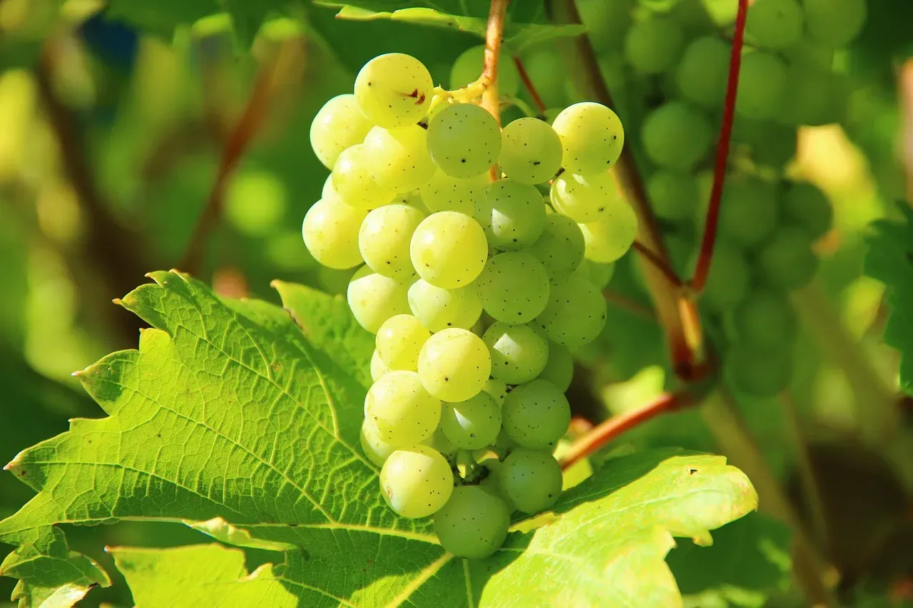 2. Grapes (Image Credits: Pixabay)