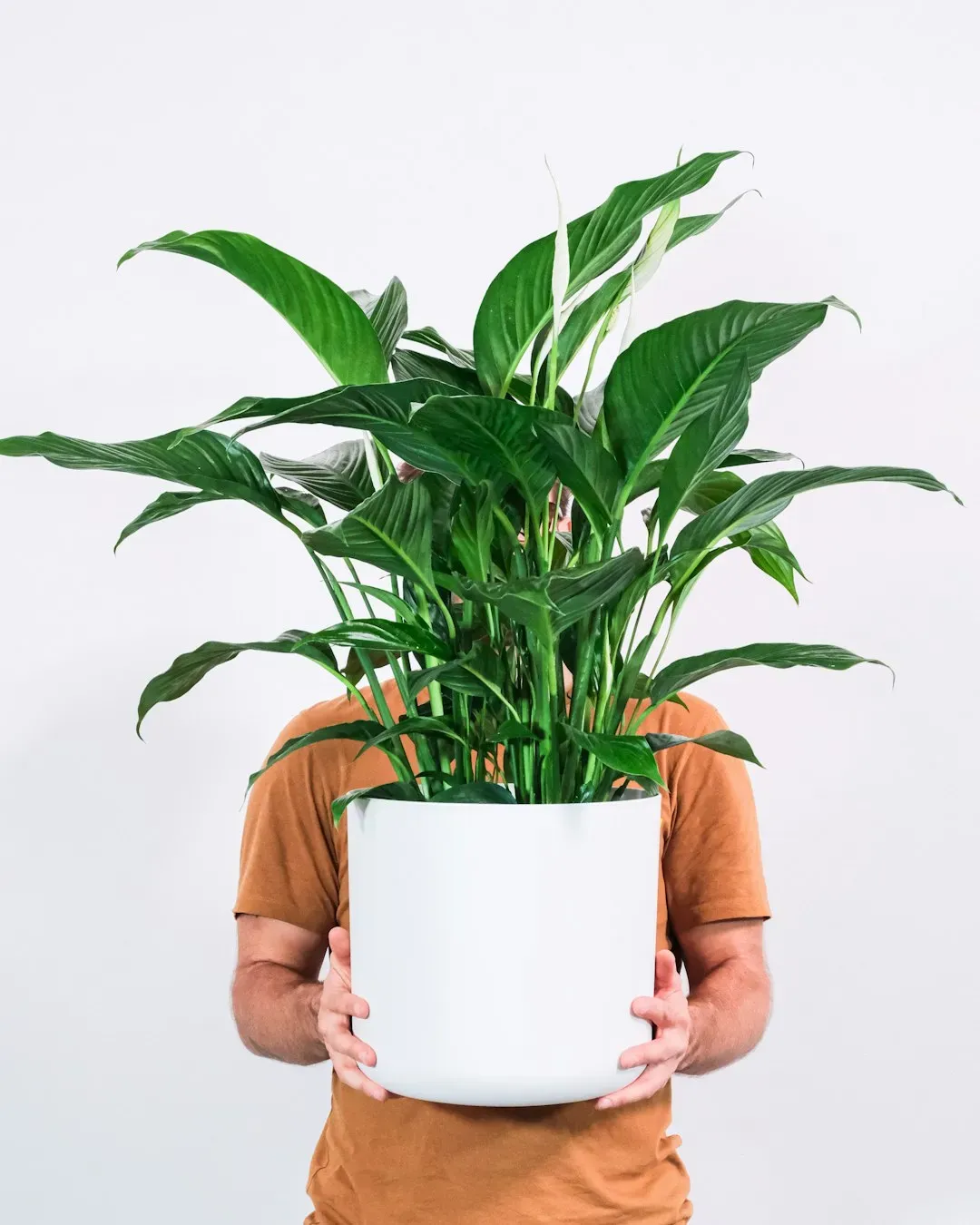 2. Peace Lily (Spathiphyllum) (Image Credits: Unsplash)