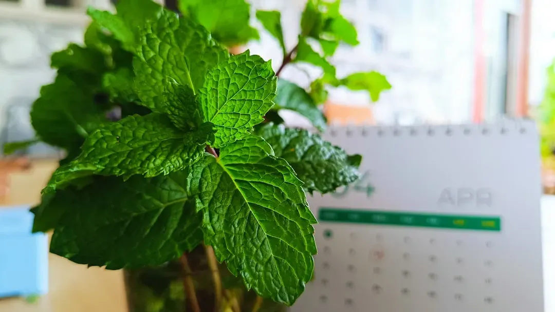 5. Fresh Mint (Mentha) (Image Credits: Unsplash)