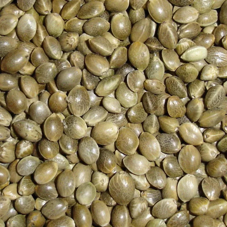 9. Weed Seeds and Invasive Plants (Image Credits: Wikimedia)