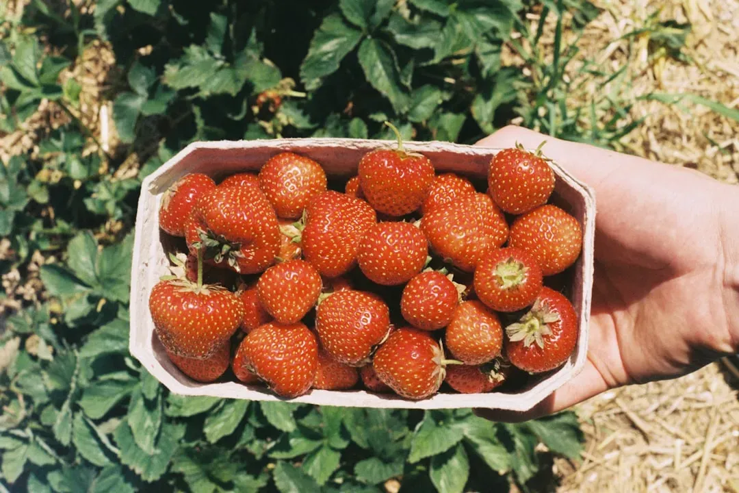 1. Strawberries (Image Credits: Unsplash)