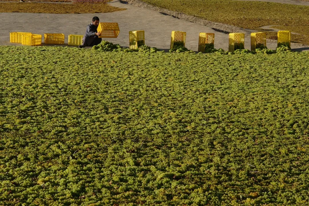 The Future of Wasabi in America (Image Credits: Unsplash)