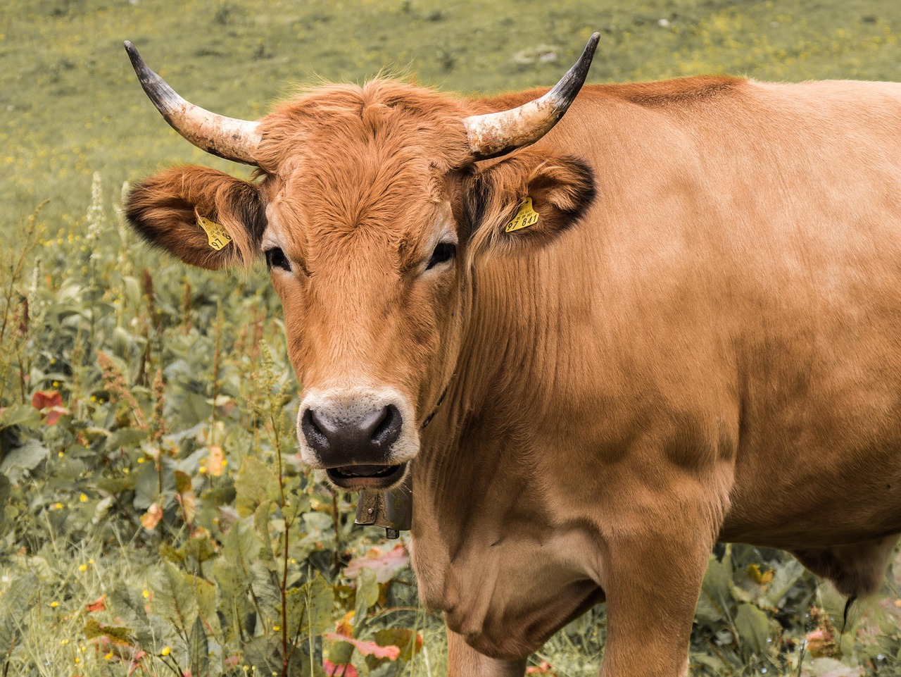USDA To Monitor For Livestock Diseases (Image Credits: Pixabay)