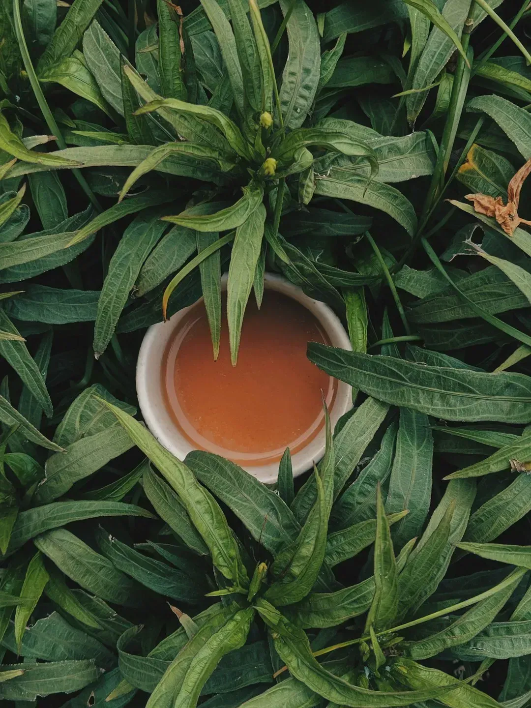 3. Tea: The World's Second Most Popular Drink Is in Trouble (Image Credits: Unsplash)