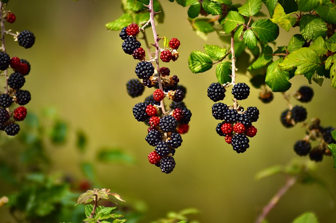 The Antioxidant Champions: Berries Rule the Kingdom (image credits: unsplash)