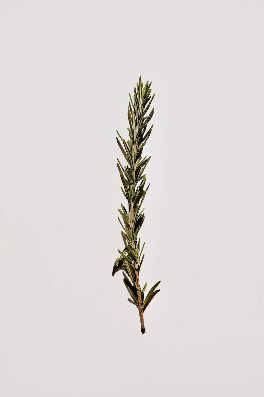 Rosemary: The Slow But Rewarding Challenge (Image Credits: Unsplash)